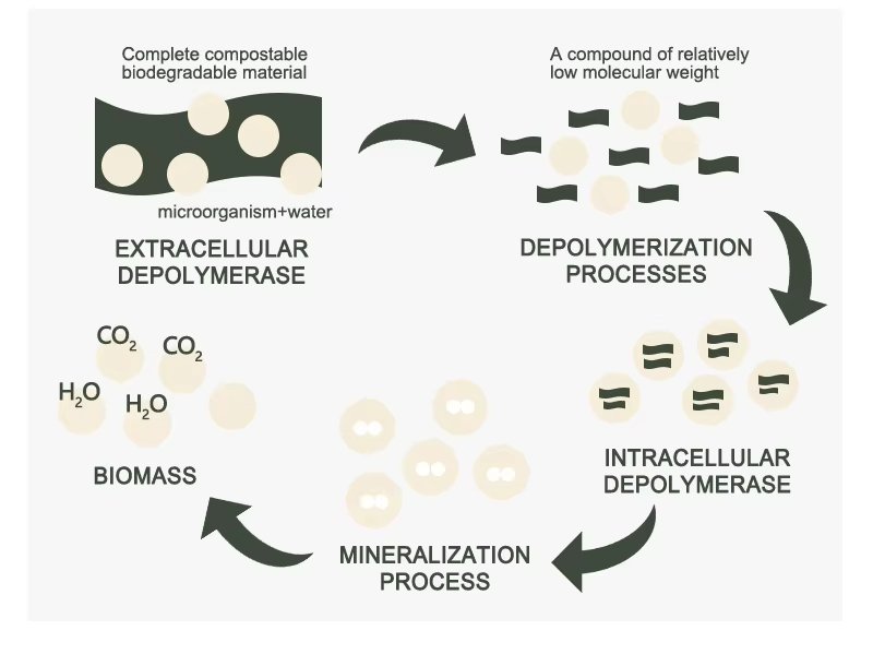 PLA+PBAT compostable bags undergo microbial decomposition.